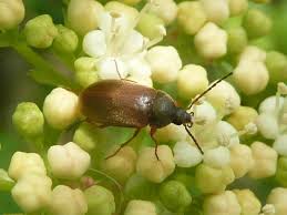 Attēlu rezultāti vaicājumam “Isomira murina”