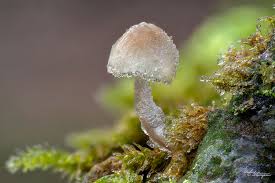 Attēlu rezultāti vaicājumam “Diderma testaceum macro”