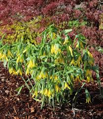 Attēlu rezultāti vaicājumam “Uvularia grandiflora flower”