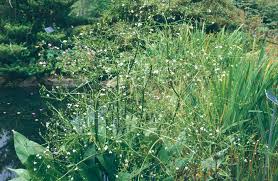 Attēlu rezultāti vaicājumam “Alisma plantago-aquatica”