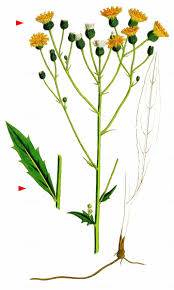 Attēlu rezultāti vaicājumam “Hieracium laevigatum”