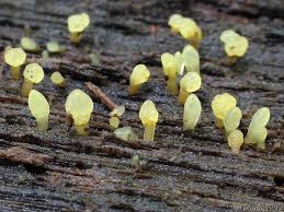 Attēlu rezultāti vaicājumam “Calocera glossoides”