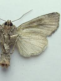 Attēlu rezultāti vaicājumam “Lacanobia contigua”