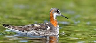 Attēlu rezultāti vaicājumam “Circus pygargus adult”