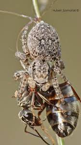 Attēlu rezultāti vaicājumam “Aelurillus v-insignitus”