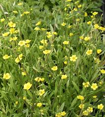 Attēlu rezultāti vaicājumam “Ranunculus flammula fruit”