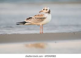 Attēlu rezultāti vaicājumam “Larus ridibundus juvenile”