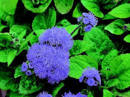Image result for Ageratum houstonianum