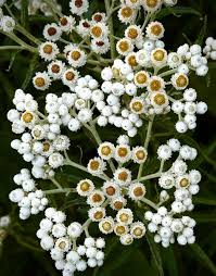 Attēlu rezultāti vaicājumam “Anaphalis margaritacea leaf”