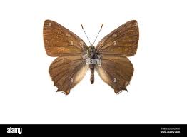 Attēlu rezultāti vaicājumam “Satyrium w-album”