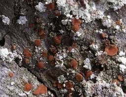 Attēlu rezultāti vaicājumam “Bacidia rubella”