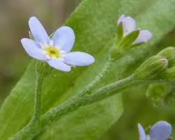 Attēlu rezultāti vaicājumam “Myosotis laxa subsp. baltica flower”