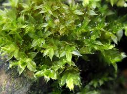 Attēlu rezultāti vaicājumam “Bryum moravicum”