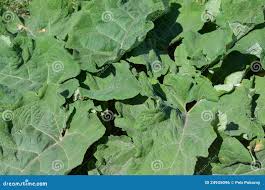 Attēlu rezultāti vaicājumam “Arctium tomentosum leaf”