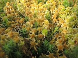 Attēlu rezultāti vaicājumam “Sphagnum angustifolium”
