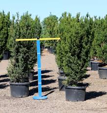 Attēlu rezultāti vaicājumam “Taxus baccata”