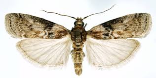 Attēlu rezultāti vaicājumam “Sciota adelphella”