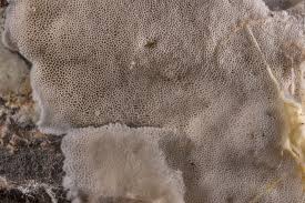 Attēlu rezultāti vaicājumam “Trechispora mollusca”