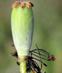 Attēlu rezultāti vaicājumam “Papaver argemone bud”