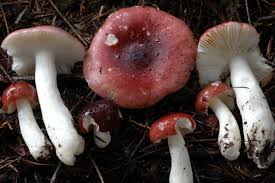 Attēlu rezultāti vaicājumam “Russulales”