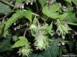 Attēlu rezultāti vaicājumam “Humulus lupulus fruit”