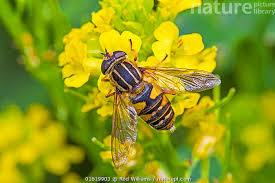 Attēlu rezultāti vaicājumam “Helophilus pendulus”