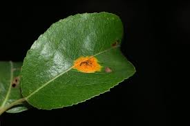 Attēlu rezultāti vaicājumam “Gymnosporangium sabinae”