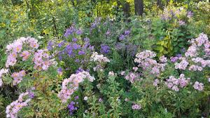 Attēlu rezultāti vaicājumam “Symphyotrichum novae-angliae”