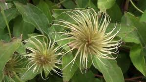 Attēlu rezultāti vaicājumam “Clematis leaf”