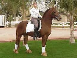 Image result for chestnut friesian