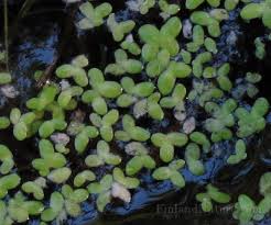 Attēlu rezultāti vaicājumam “Lemnaceae”
