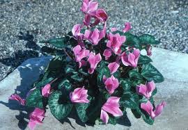 Image result for Cyclamen persicum