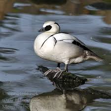 Attēlu rezultāti vaicājumam “Mergus albellus”