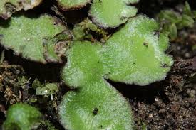 Attēlu rezultāti vaicājumam “Reboulia hemisphaerica”