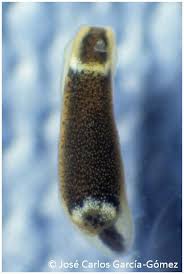 Attēlu rezultāti vaicājumam “Scapania mucronata”