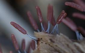 Attēlu rezultāti vaicājumam “Stemonitopsis typhina macro”