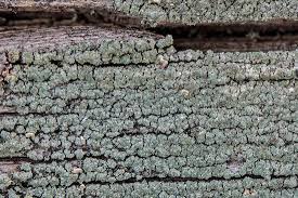 Attēlu rezultāti vaicājumam “Trapeliopsis flexuosa”