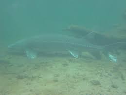 Image result for Acipenser transmontanus