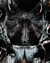 Attēlu rezultāti vaicājumam “Comatricha pulchella macro”