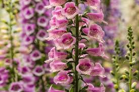 Attēlu rezultāti vaicājumam “Digitalis purpurea fruit”