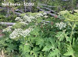 Attēlu rezultāti vaicājumam “Heracleum”