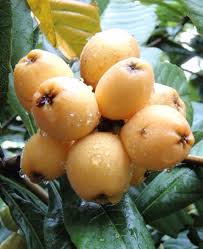 Attēlu rezultāti vaicājumam “Libanotis montana fruit”