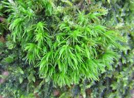 Attēlu rezultāti vaicājumam “Dicranum scoparium sporophyte”