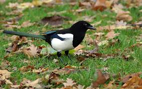 Attēlu rezultāti vaicājumam “Pica pica”