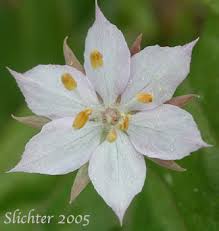 Attēlu rezultāti vaicājumam “Trientalis europaea”