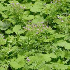 Attēlu rezultāti vaicājumam “Geranium sylvaticum leaf”
