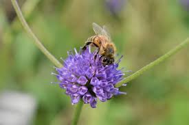 Image result for Succisa pratensis