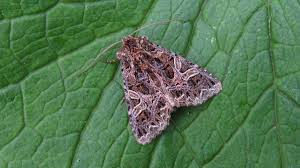 Attēlu rezultāti vaicājumam “Hadena rivularis”