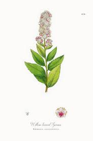 Attēlu rezultāti vaicājumam “Spiraea salicifolia”