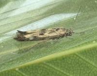 Attēlu rezultāti vaicājumam “Scythris limbella”